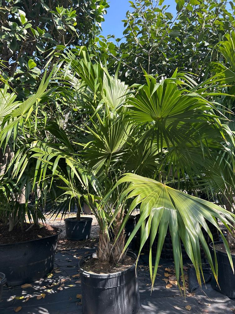 thrinax-radiata-florida-thatch-palm