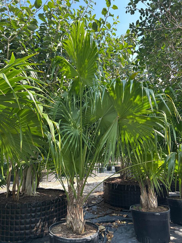 thrinax-radiata-florida-thatch-palm
