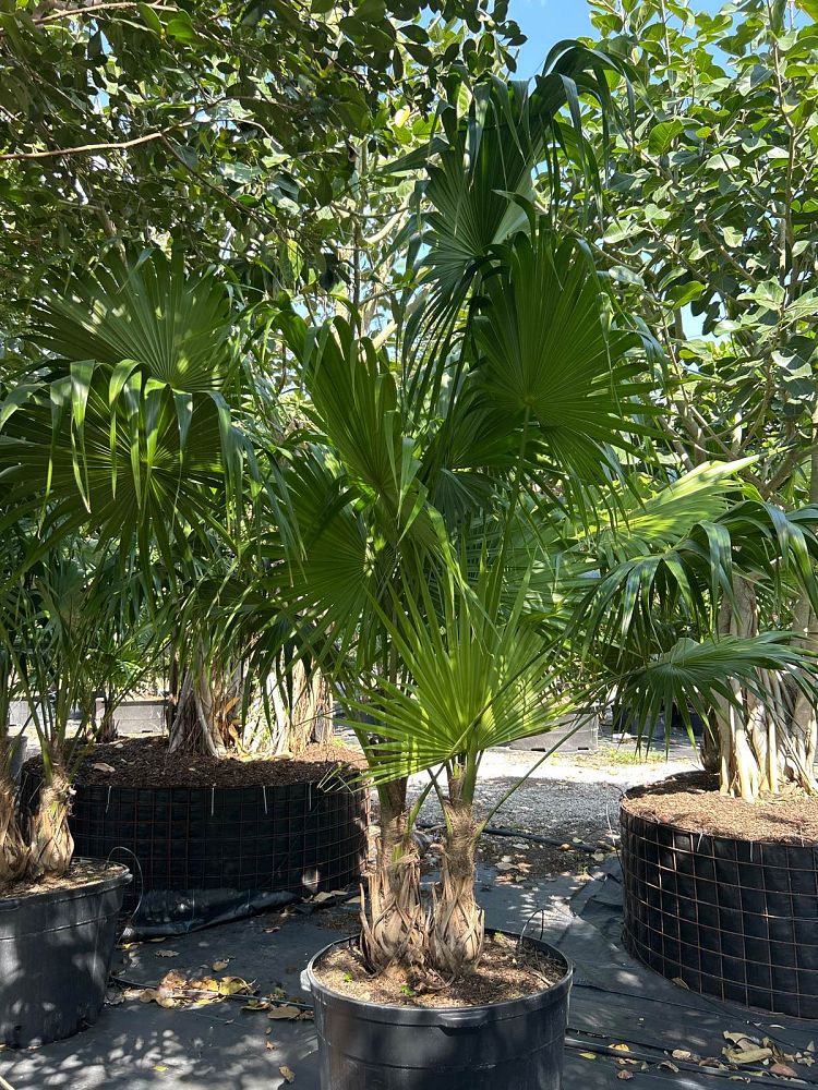 thrinax-radiata-florida-thatch-palm