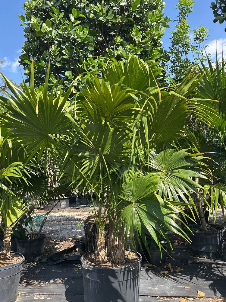 thrinax-radiata-florida-thatch-palm