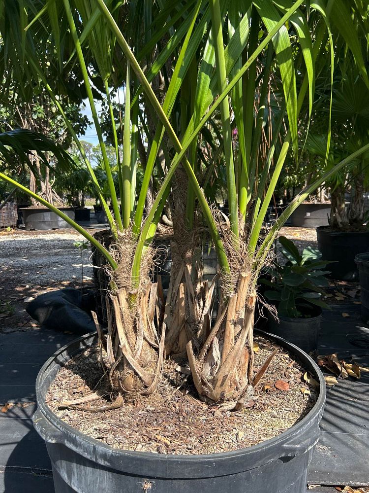 thrinax-radiata-florida-thatch-palm