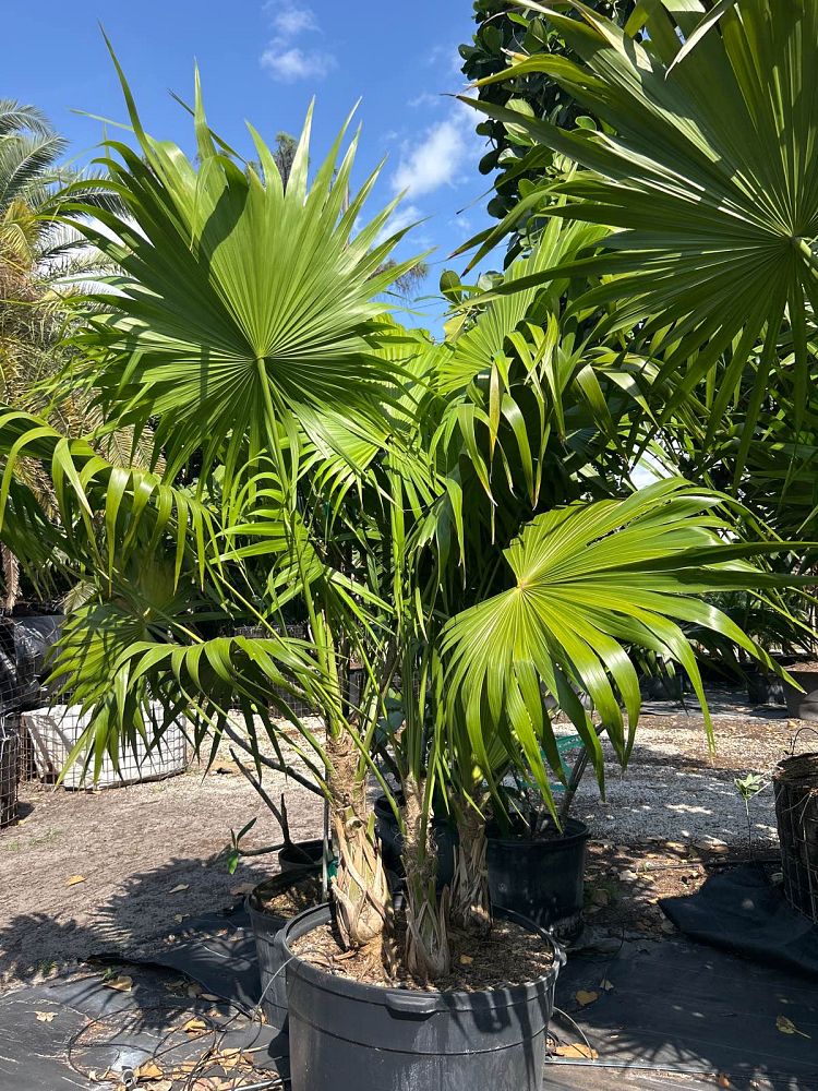 thrinax-radiata-florida-thatch-palm