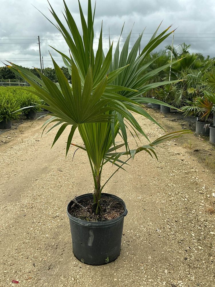 thrinax-radiata-florida-thatch-palm