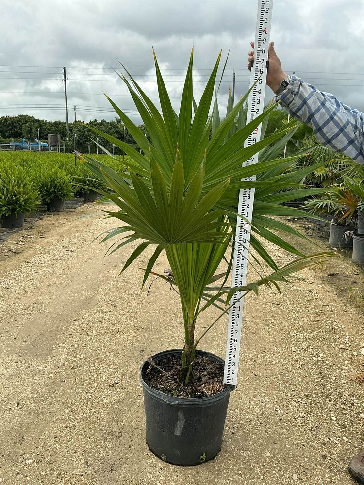 thrinax-radiata-florida-thatch-palm