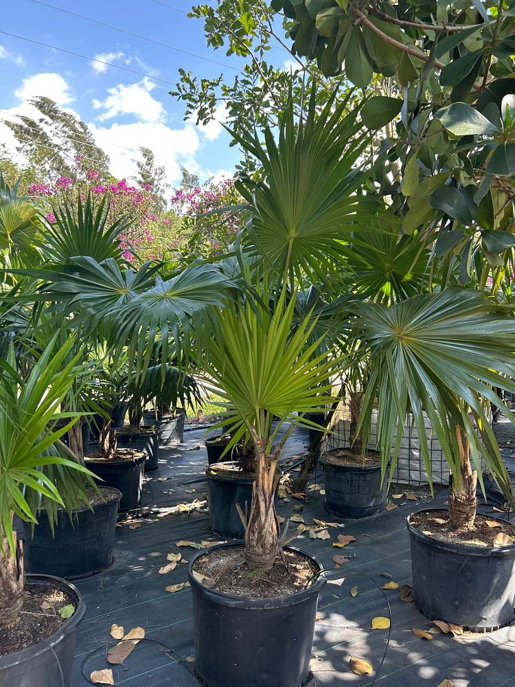 thrinax-radiata-florida-thatch-palm