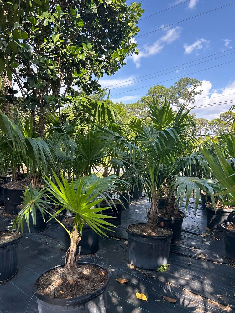 thrinax-radiata-florida-thatch-palm