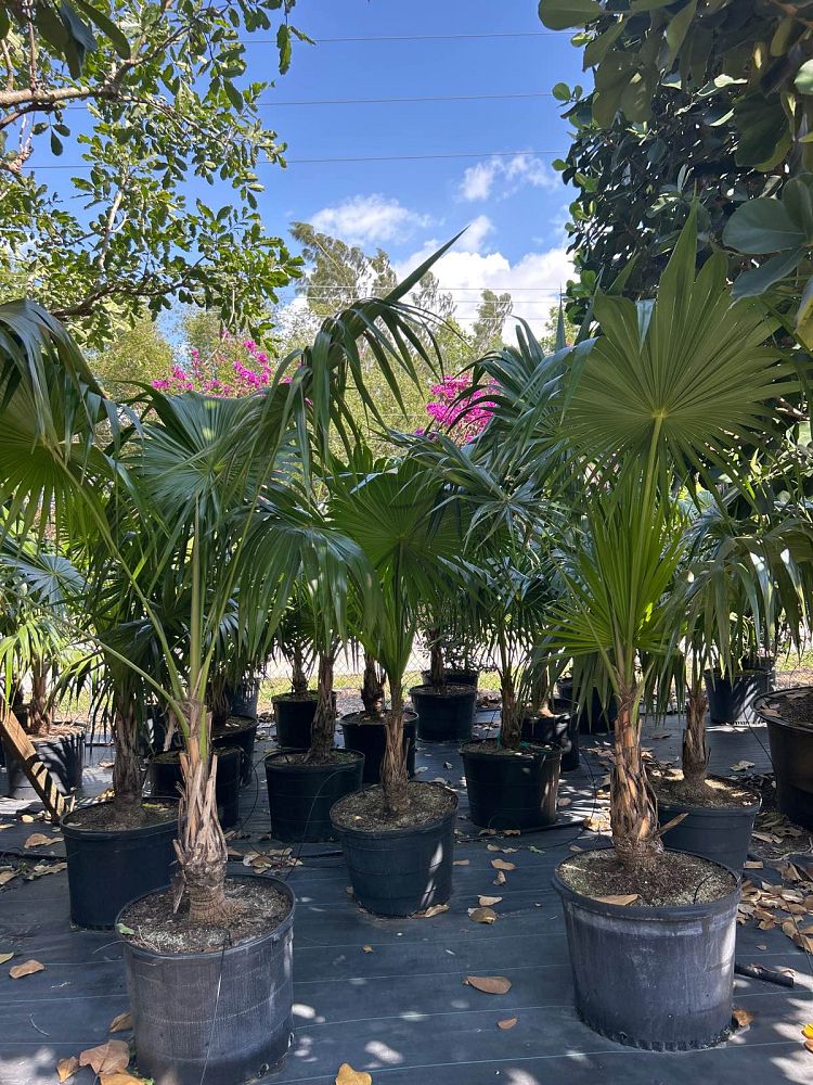 thrinax-radiata-florida-thatch-palm