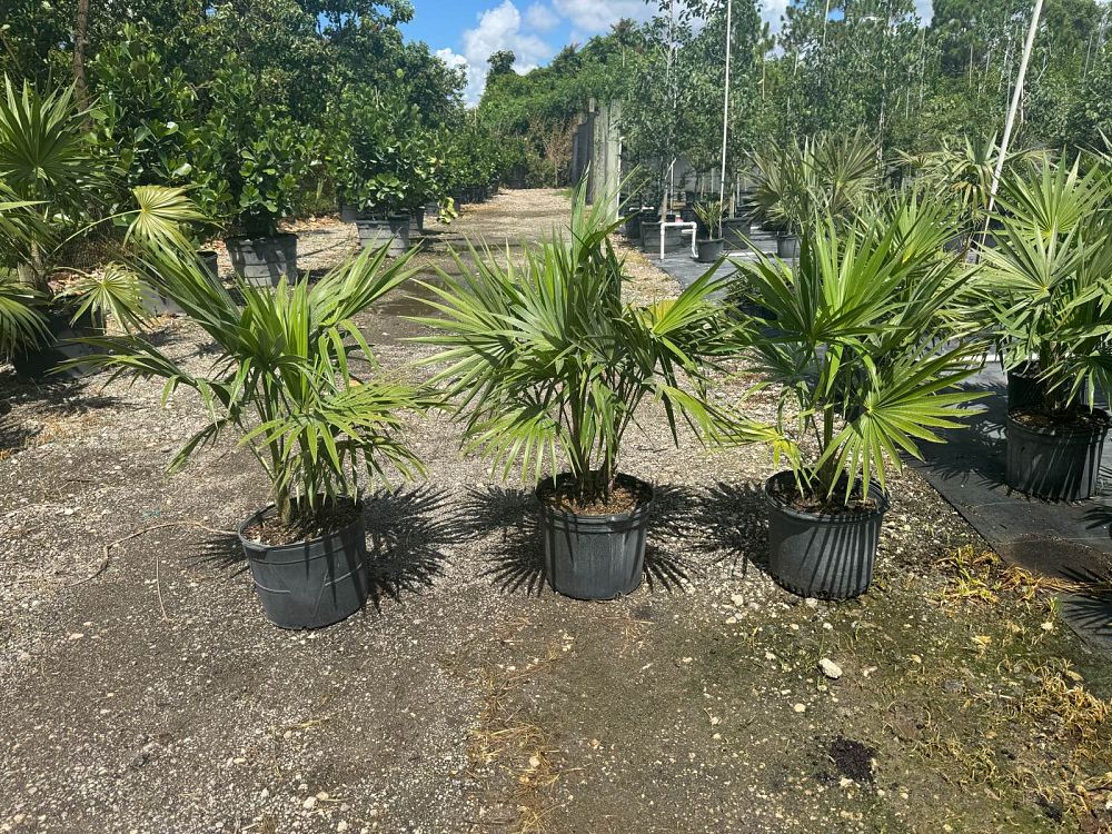thrinax-radiata-florida-thatch-palm