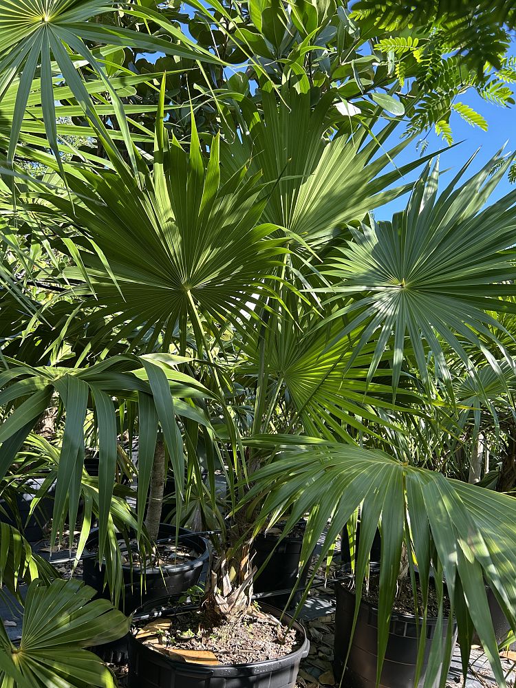 thrinax-radiata-florida-thatch-palm