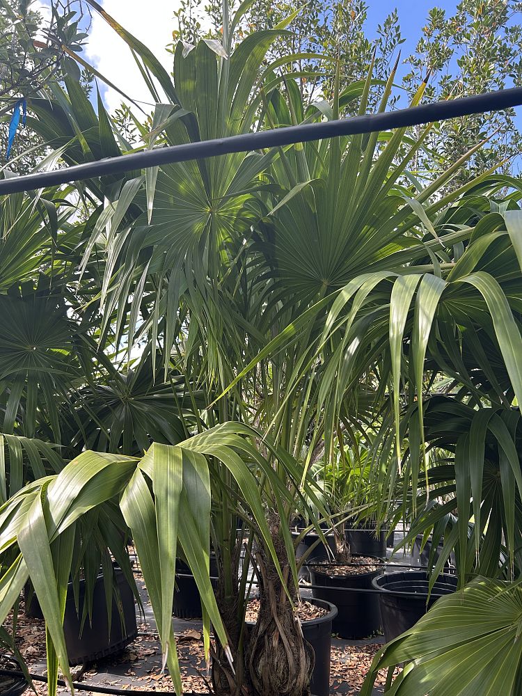 thrinax-radiata-florida-thatch-palm