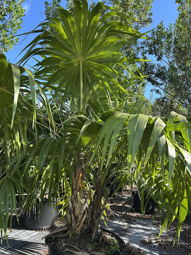 thrinax-radiata-florida-thatch-palm