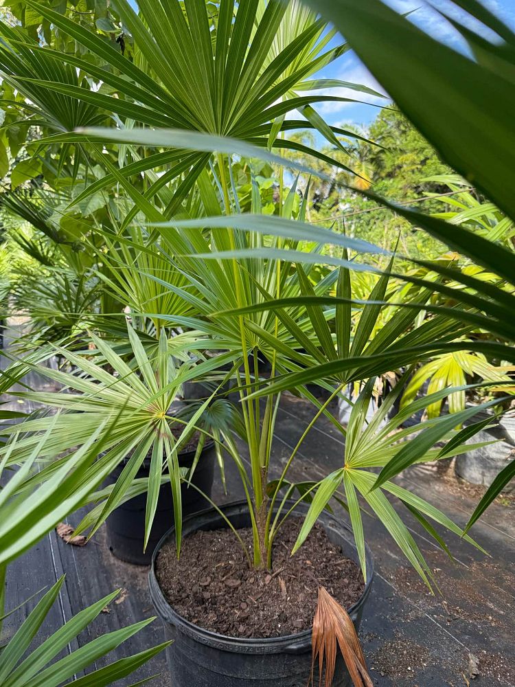 thrinax-radiata-florida-thatch-palm