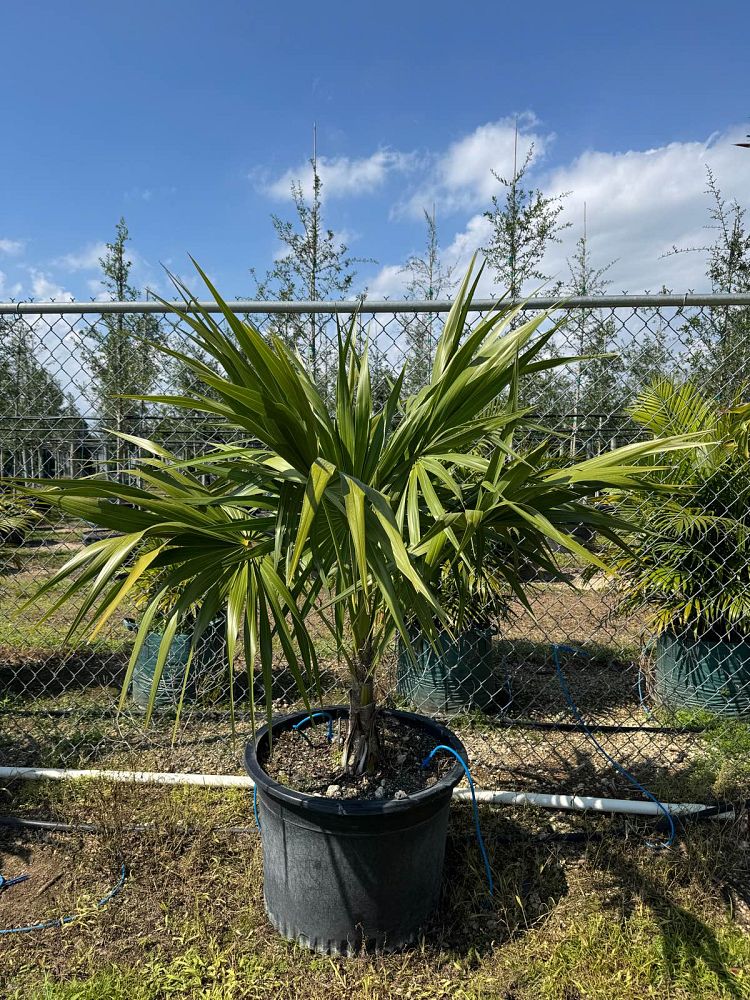 thrinax-radiata-florida-thatch-palm