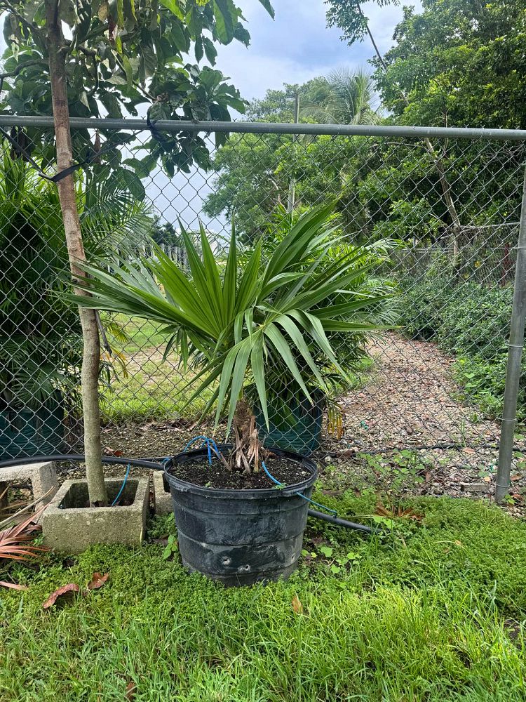 thrinax-radiata-florida-thatch-palm