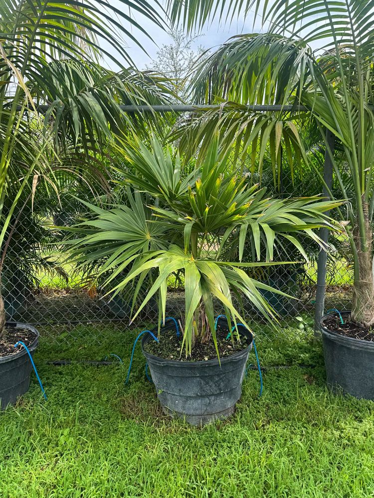thrinax-radiata-florida-thatch-palm