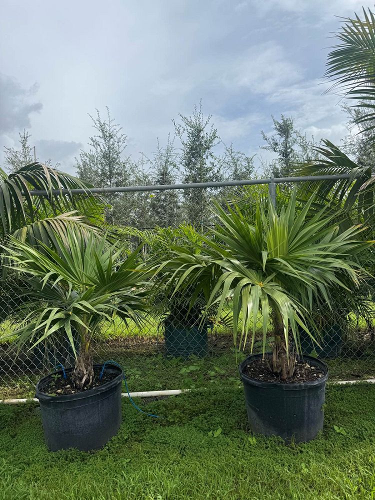 thrinax-radiata-florida-thatch-palm