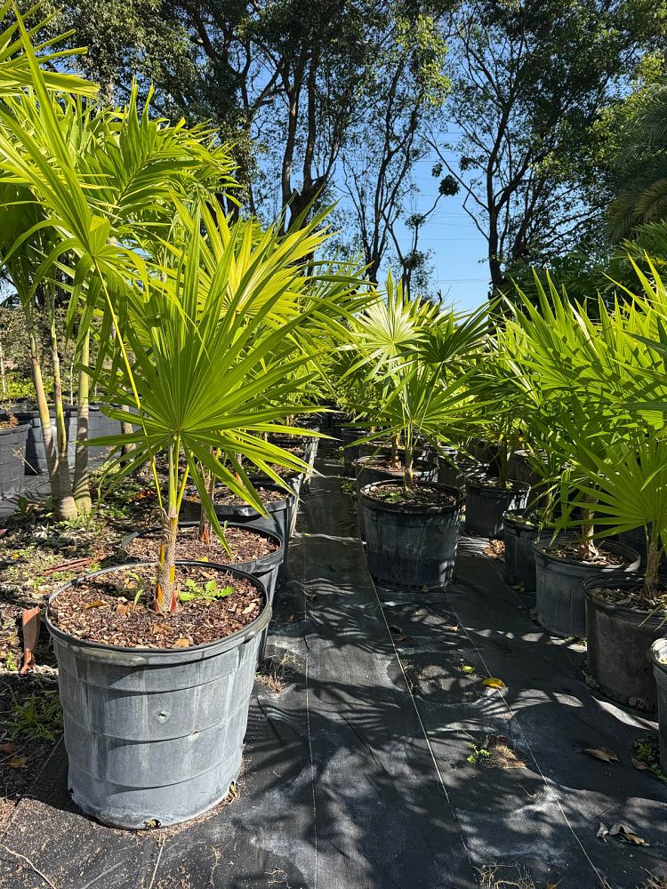 thrinax-radiata-florida-thatch-palm