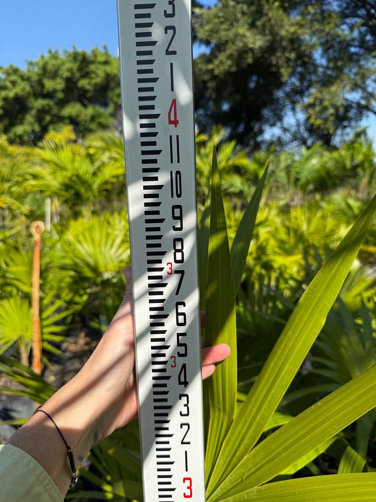 thrinax-radiata-florida-thatch-palm