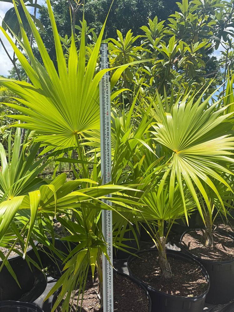 thrinax-radiata-florida-thatch-palm