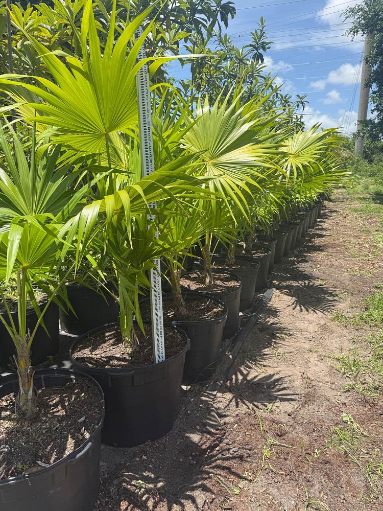 thrinax-radiata-florida-thatch-palm