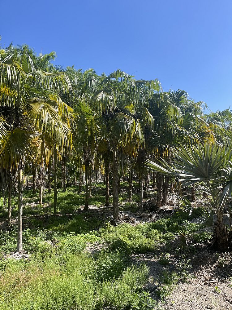 thrinax-radiata-florida-thatch-palm
