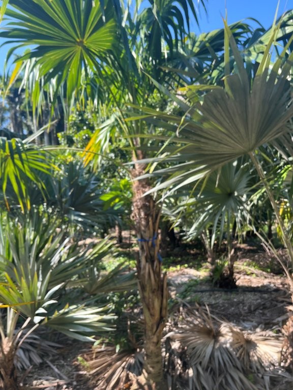 thrinax-radiata-florida-thatch-palm
