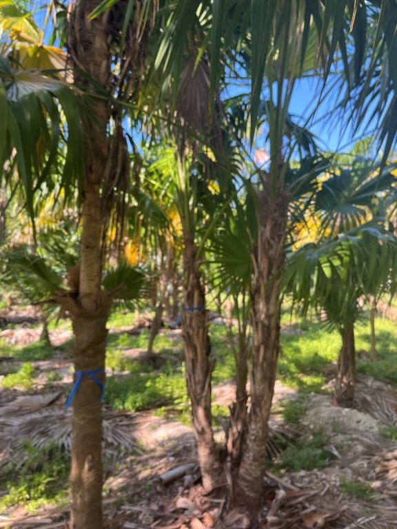 thrinax-radiata-florida-thatch-palm