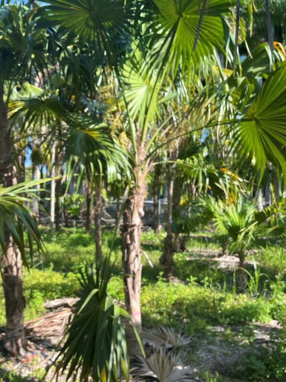 thrinax-radiata-florida-thatch-palm