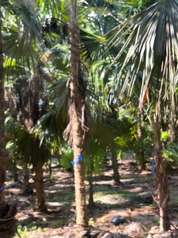 thrinax-radiata-florida-thatch-palm