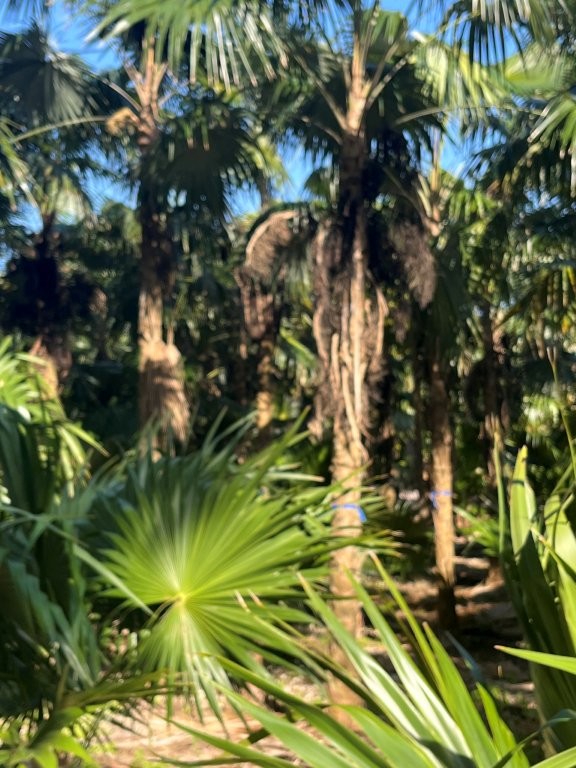 thrinax-radiata-florida-thatch-palm