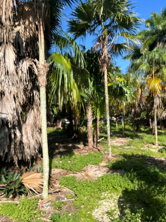 thrinax-radiata-florida-thatch-palm