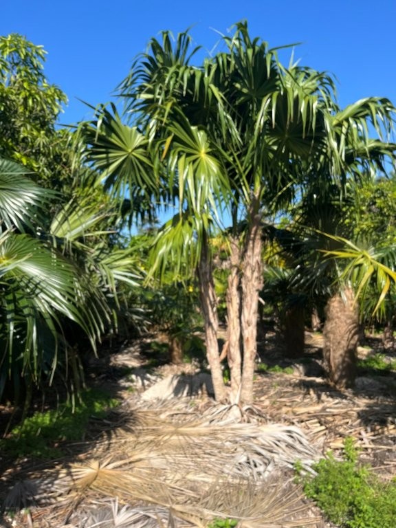 thrinax-radiata-florida-thatch-palm
