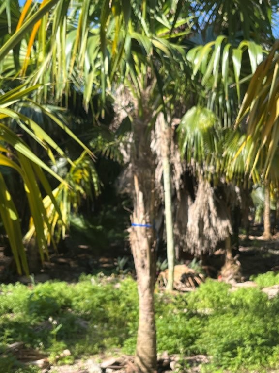 thrinax-radiata-florida-thatch-palm