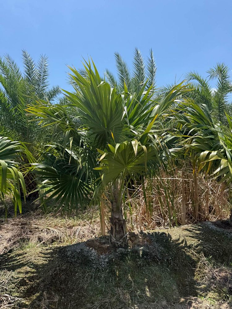 thrinax-radiata-florida-thatch-palm
