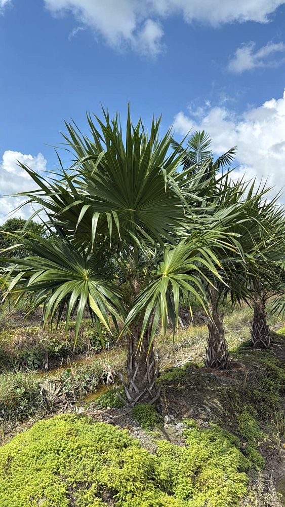 thrinax-radiata-florida-thatch-palm