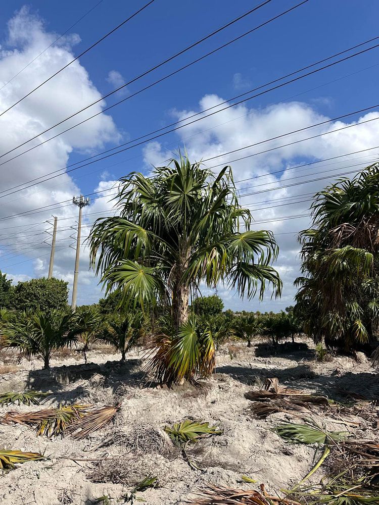 thrinax-radiata-florida-thatch-palm
