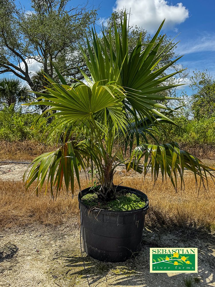 thrinax-radiata-florida-thatch-palm