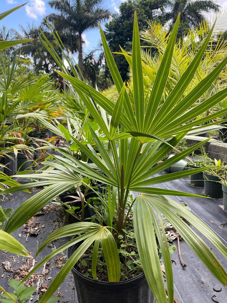thrinax-radiata-florida-thatch-palm