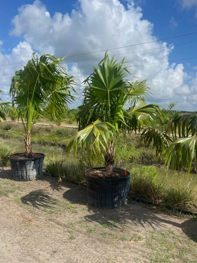 thrinax-radiata-florida-thatch-palm