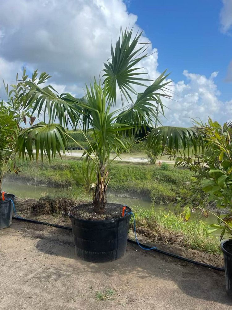 thrinax-radiata-florida-thatch-palm