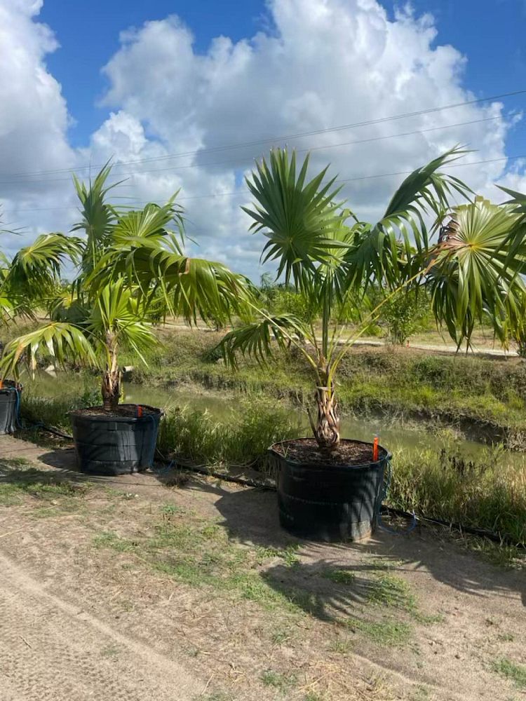 thrinax-radiata-florida-thatch-palm