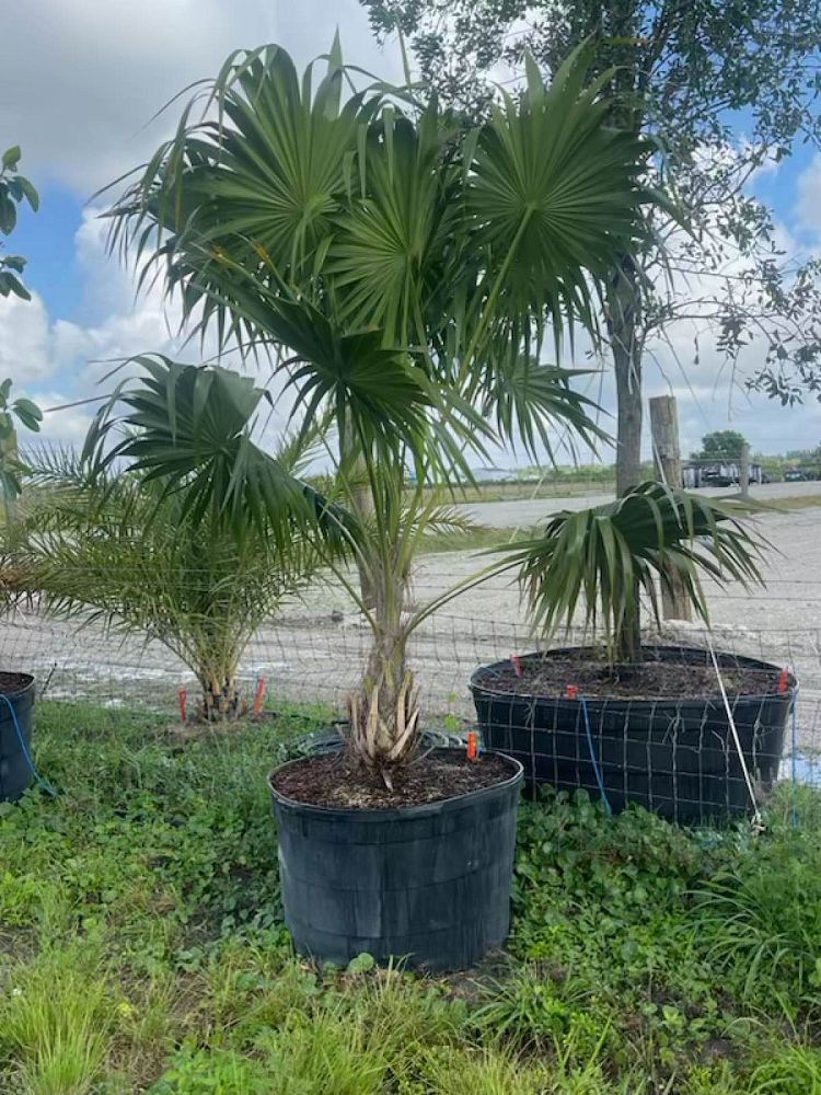thrinax-radiata-florida-thatch-palm