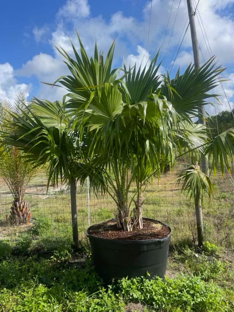 thrinax-radiata-florida-thatch-palm