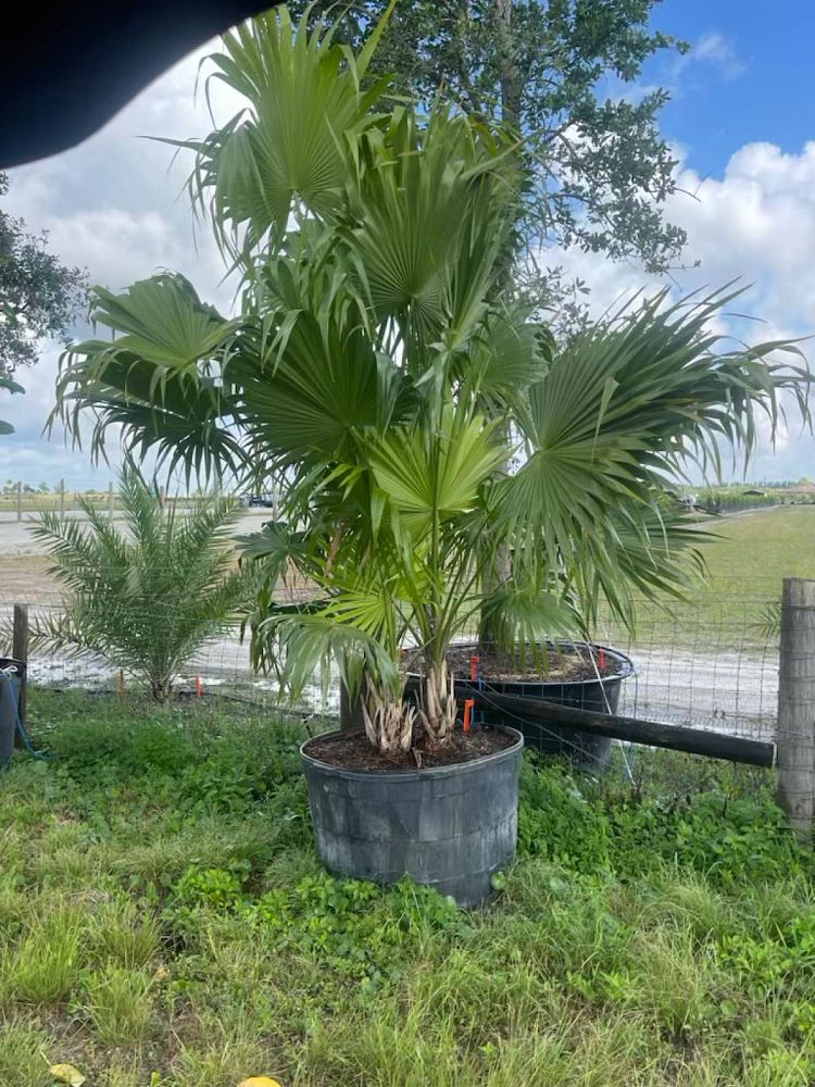 thrinax-radiata-florida-thatch-palm