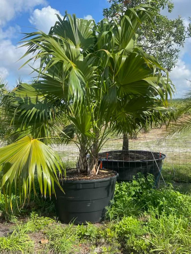 thrinax-radiata-florida-thatch-palm