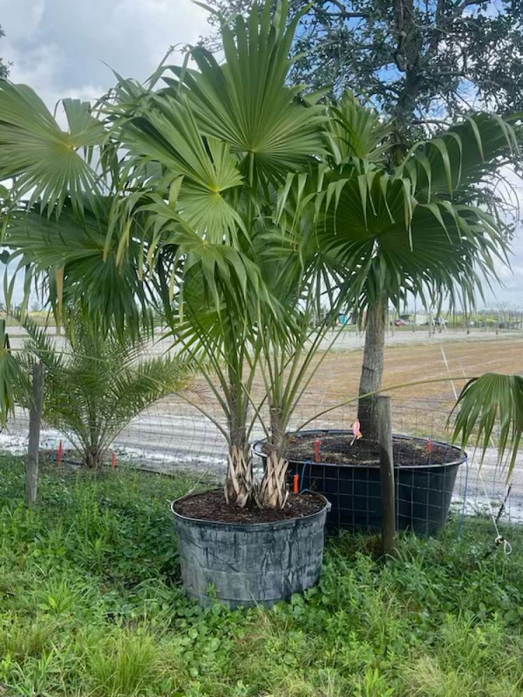 thrinax-radiata-florida-thatch-palm