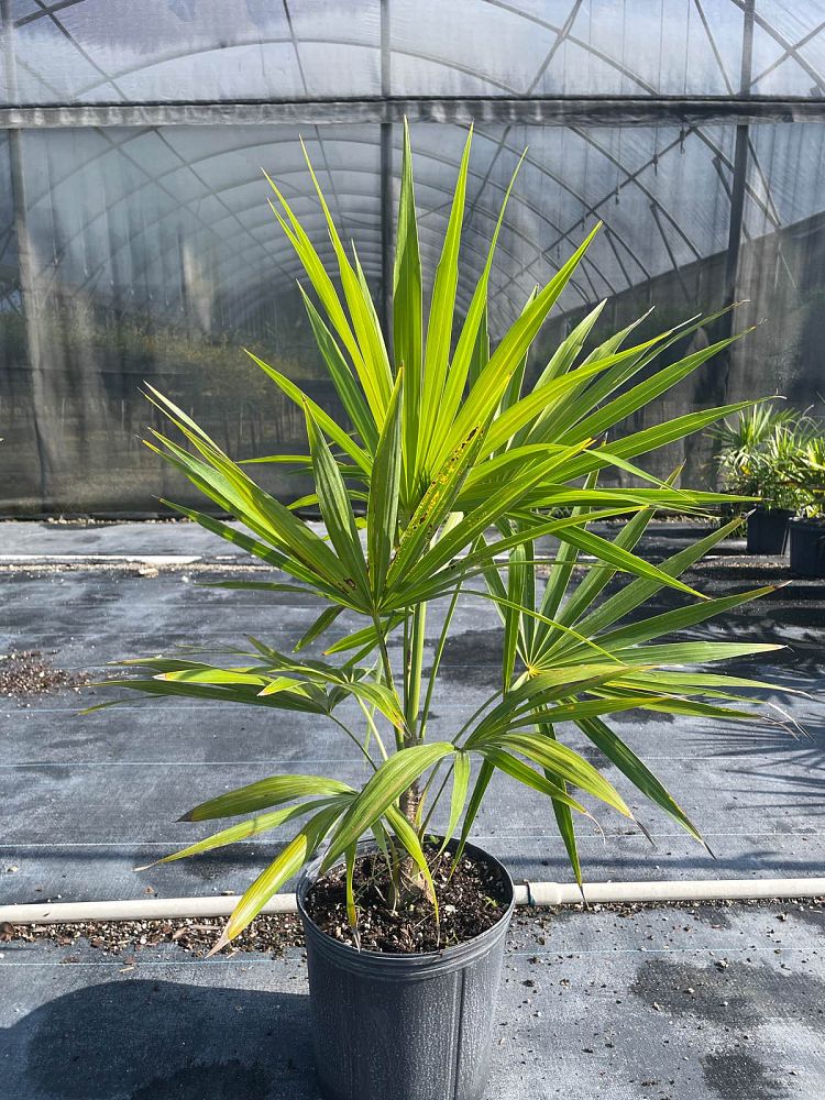 thrinax-radiata-florida-thatch-palm