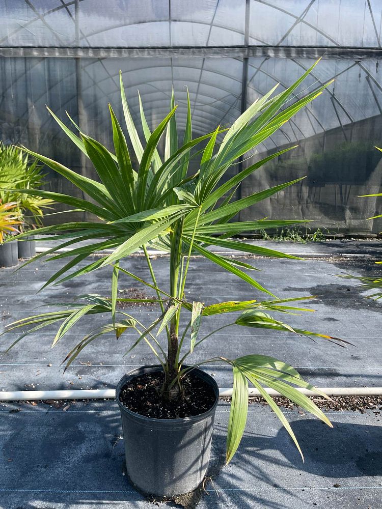 thrinax-radiata-florida-thatch-palm