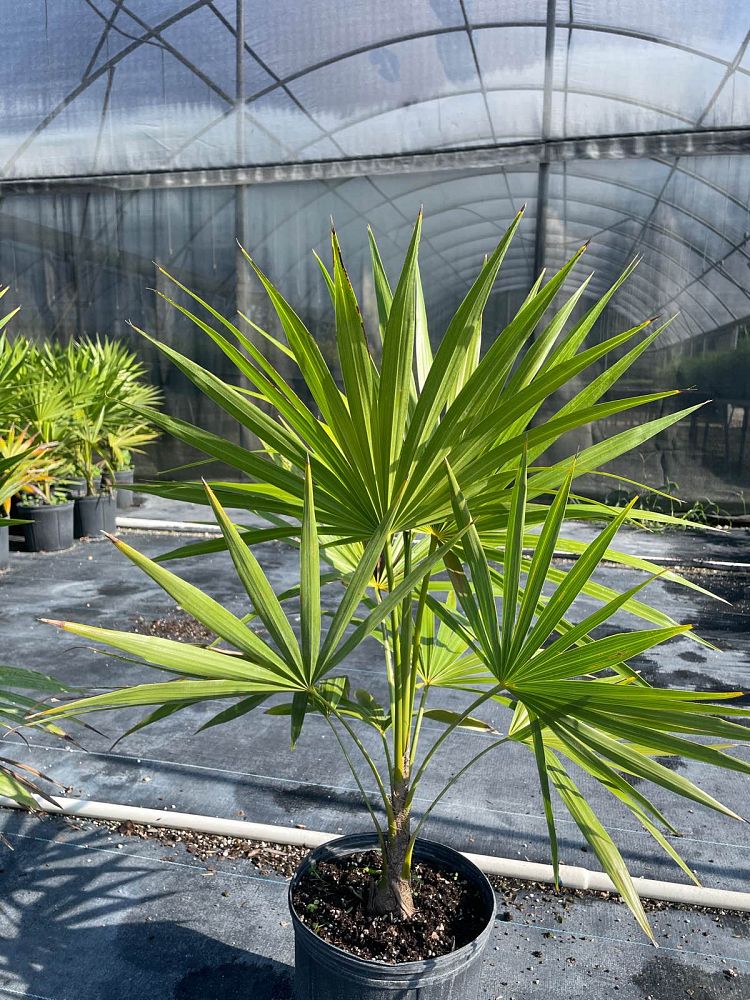 thrinax-radiata-florida-thatch-palm