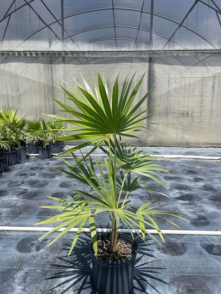 thrinax-radiata-florida-thatch-palm